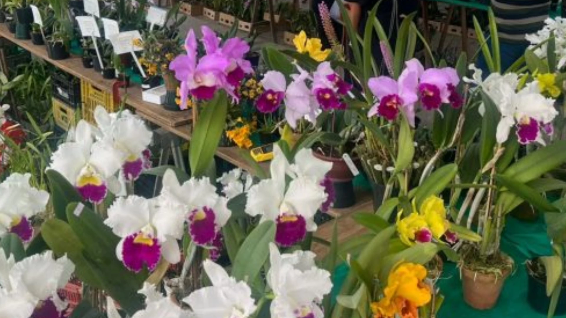 46ª Exposição de Orquídeas