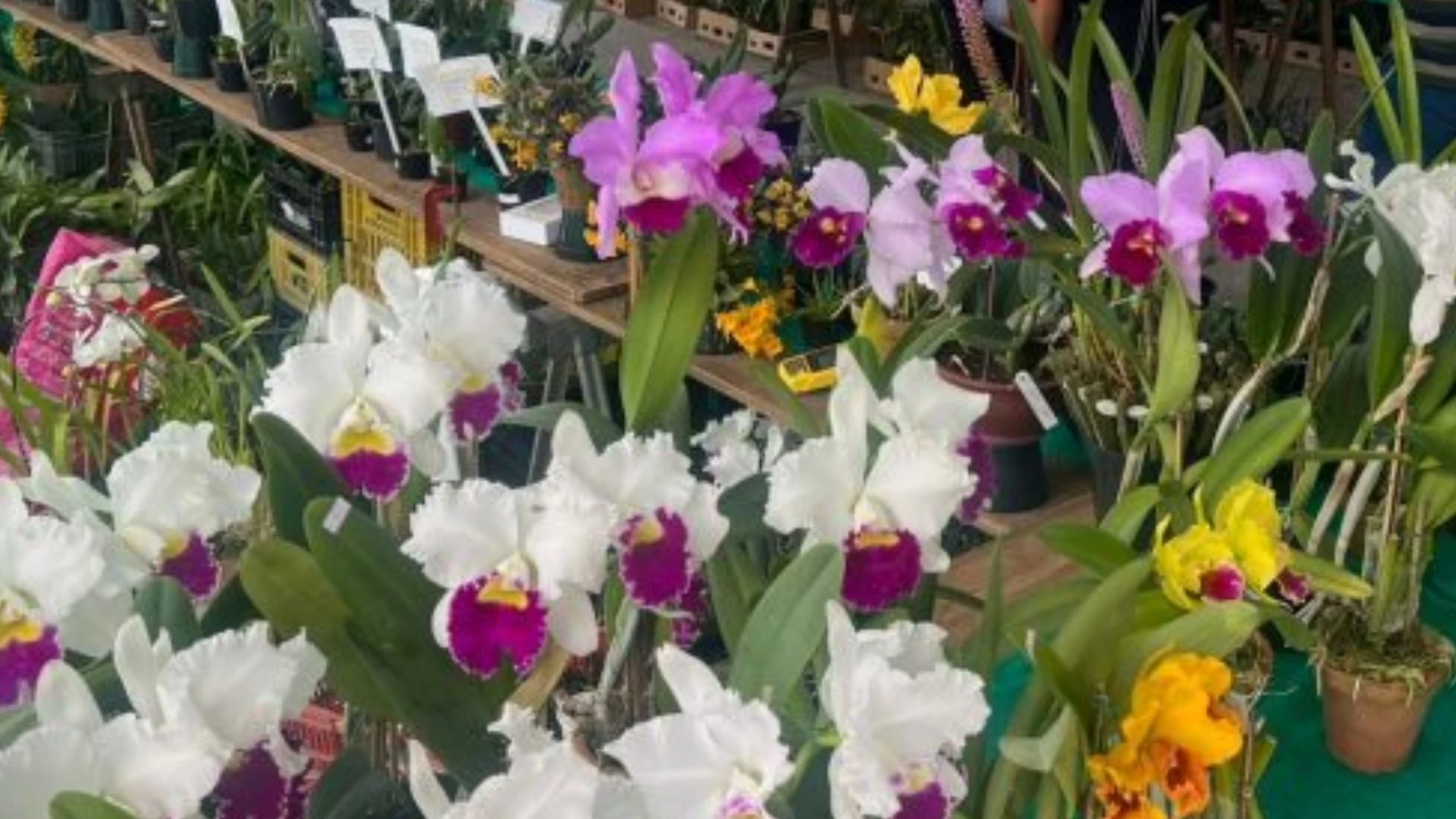  46ª Exposição de Orquídeas 