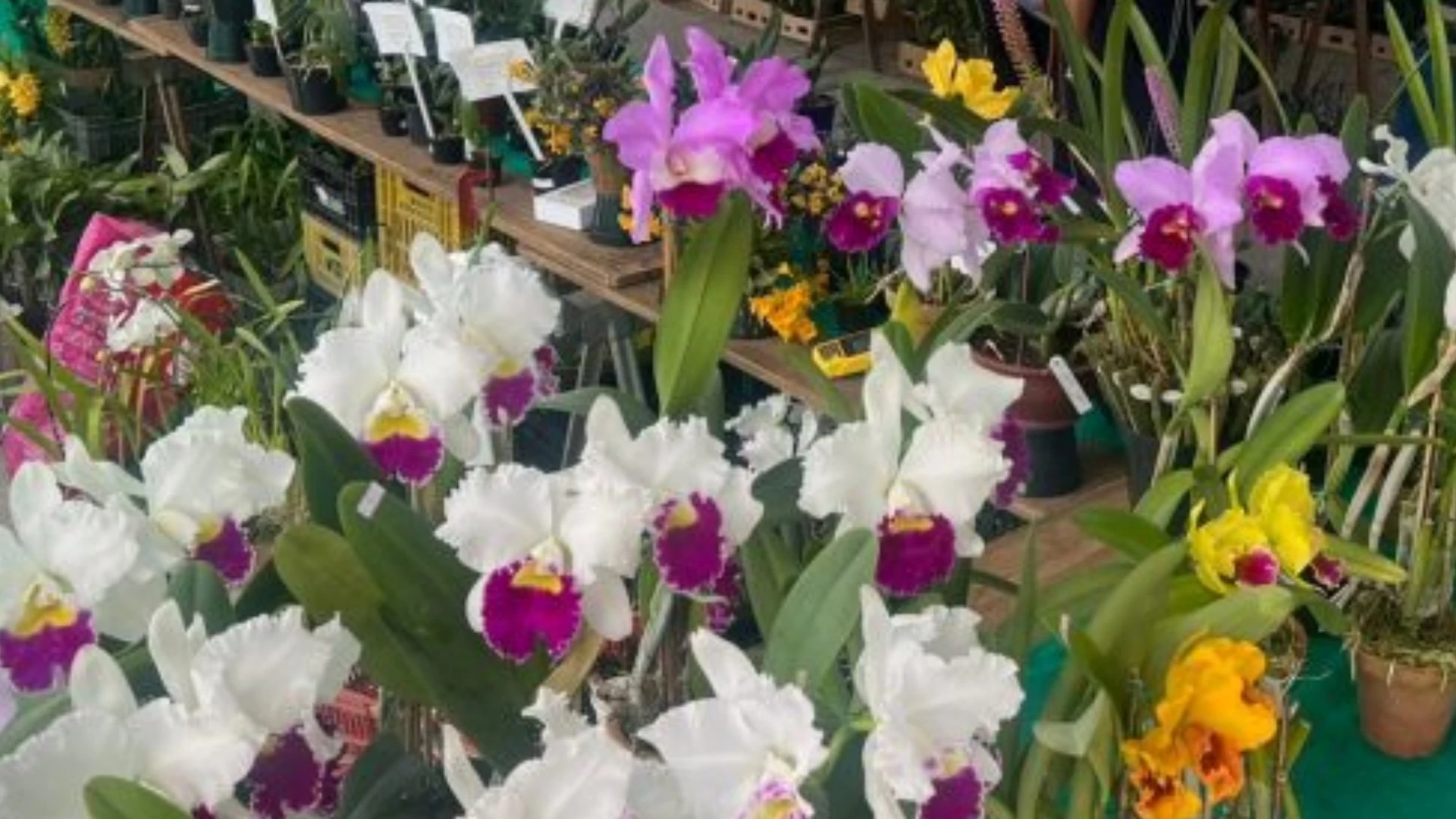 46ª Exposição de Orquídeas
